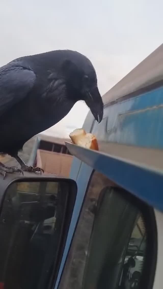 добытчик смотреть онлайн