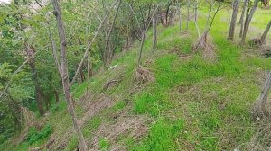 Лесистый склон холма