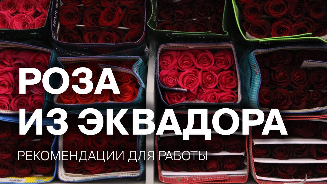 Роза из Эквадора | Рекомендации для работы