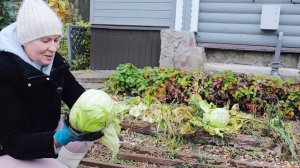 22 октября | ВСЕГО ПЯТЬ СОТОК, А ЕСТЬ ЧЕМ ЗАНЯТЬСЯ УБИРАЮ ТЕПЛИЦУ и Общаюсь с Вами