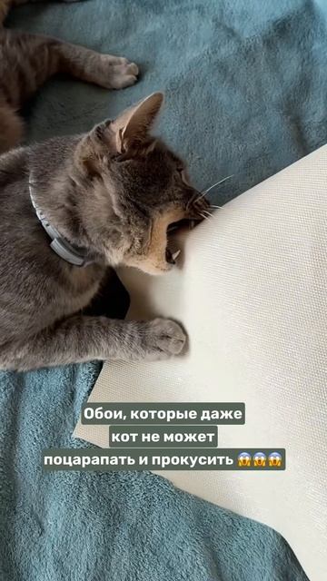 Кот Анатолий очень старался смотреть онлайн