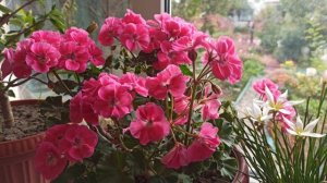 Пеларгония и другие комнатные растения!