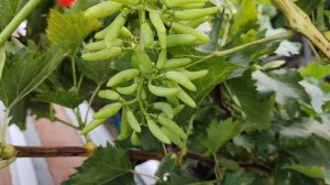 К-Ш ПРЕМЬЕР!!!🍇🍇🍇 СУПЕР НОВИНКА 2025. Telegram, WhatsApp и Vlber +79528500417. +79054033245.