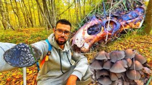 Крым октябрь 2025. Пошли в лес за грибами, а нашли кости! Смотровая Ласпи сегодня