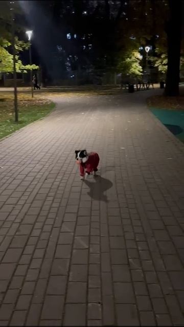 Комбинезон дождевик AIR-ЭЛАСТИК для собак из мембранной ткани