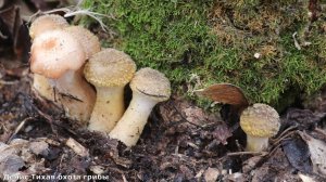 Осенние опята и другие грибы возле Дона