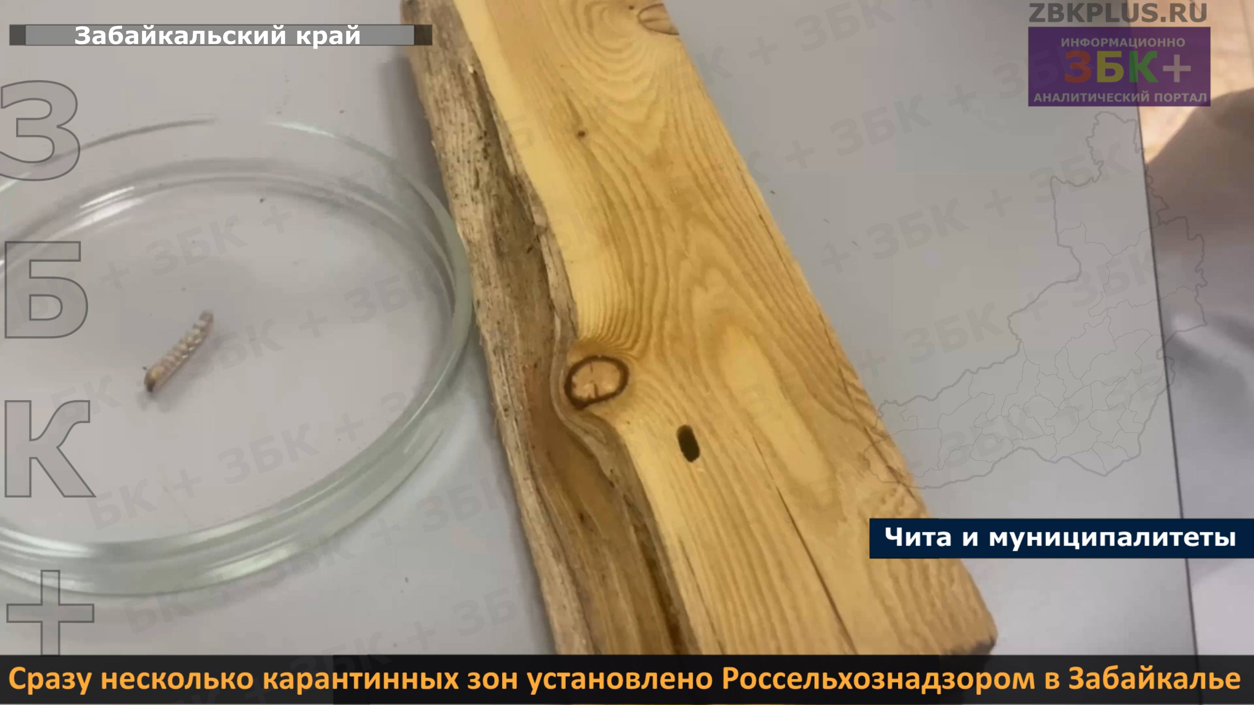 Сразу несколько карантинных зон установлено Россельхознадзором в Забайкальском крае. смотреть онлайн