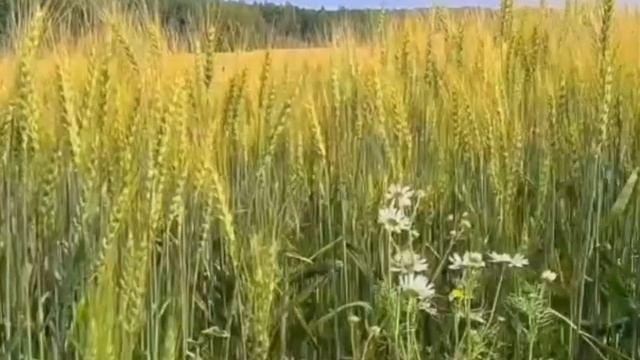 Не шуми ты ,рожь . А.Гурилев . Исполняют Амелия и Елена Баталовы . смотреть онлайн