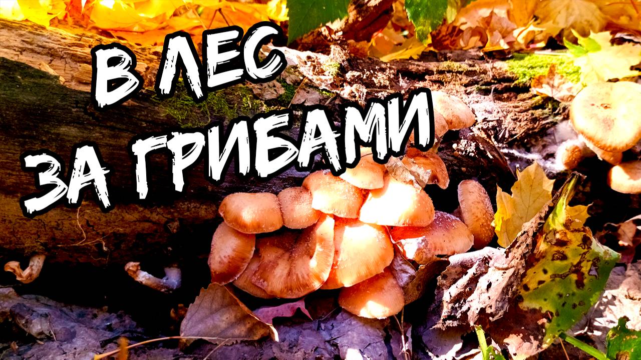 В ЛЕС, ЗА ГРИБАМИ. ГРИБНОЙ ОКТЯБРЬ! Поход за грибами смотреть онлайн