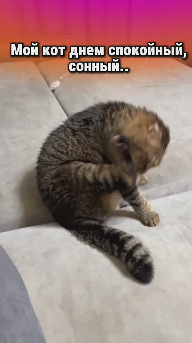 Все коты делают так , правда?😂 смотреть онлайн