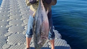 Крупный Сахалинский тунец, 2 часть