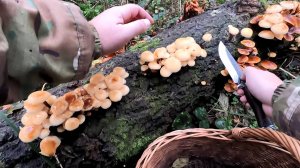 💥ПОИСК ГРИБОВ В КОНЦЕ ОКТЯБРЯ В ПОДМОСКОВЬЕ🍄ЗИМНИЕ ОПЯТА 2025🍂🌲🍁