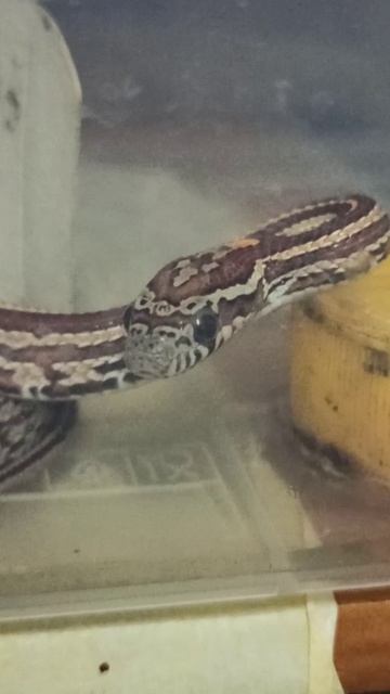 Малыш маисового полоза номер СЕМЬ. Продаётся! смотреть онлайн