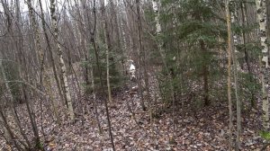 Чернотроп. Охота на ЗАЙЦА! Сезон 2025 - 2026г.