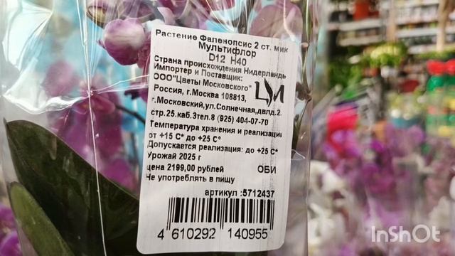 Обзор орхидей в Оби /22.10.25/