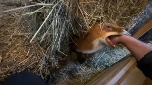 Лиса-Алиса. Лис Игнис прыгает и ловит руку