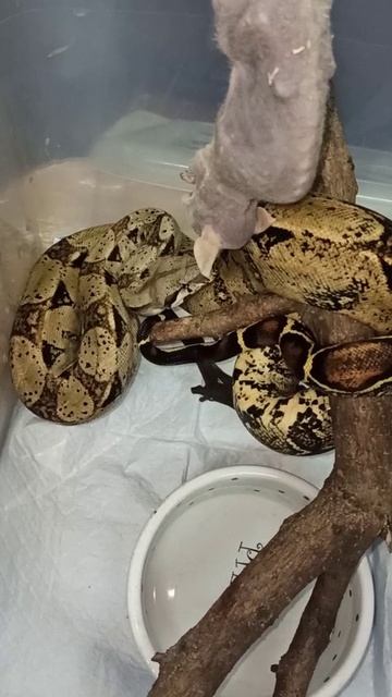 Кормление удава Буринга. 19 октября 2025 г. смотреть онлайн