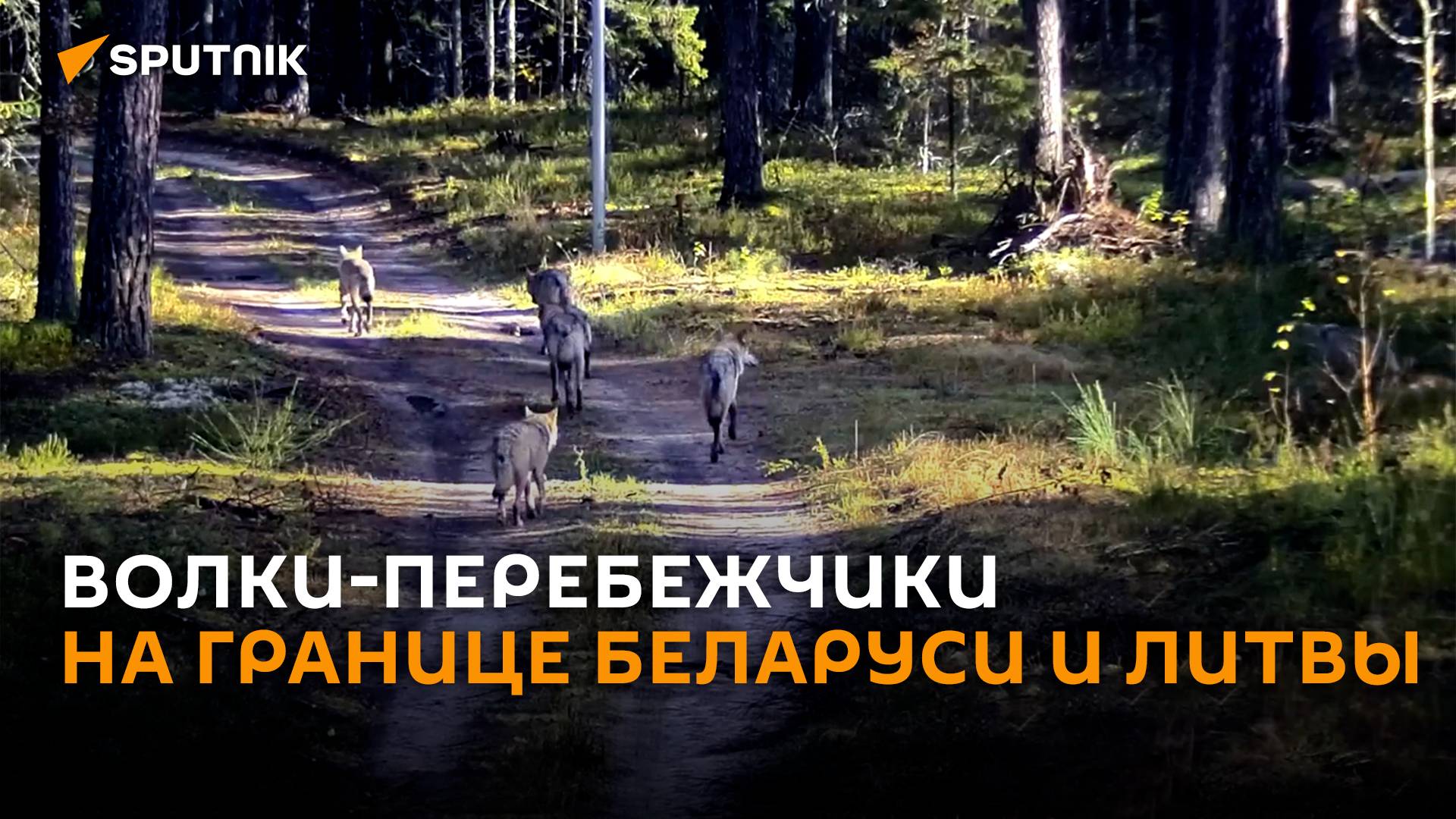 Стая волков сбежала из Литвы в Беларусь через границу в заповеднике Чяпкяляй смотреть онлайн