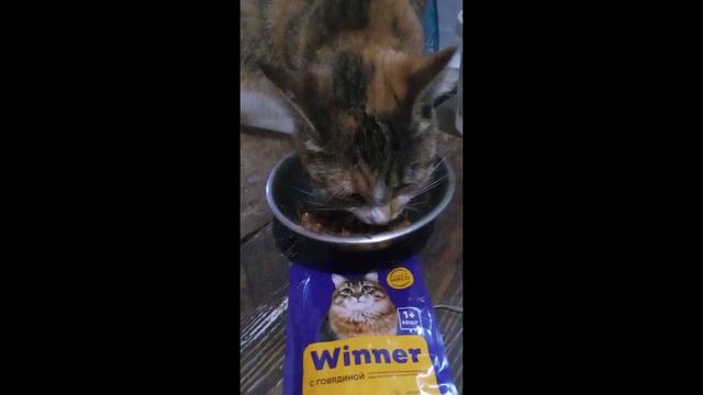 Влажный корм Winner смотреть онлайн
