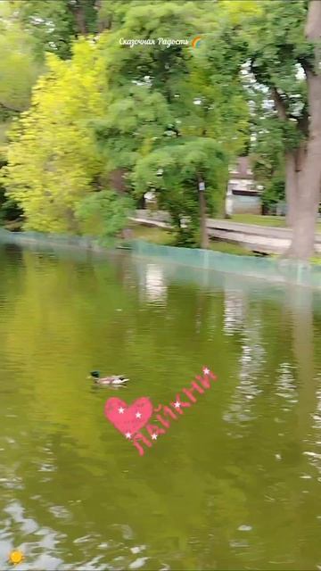 #горпарк #саратов #цапля #лебеди #утки #природа #событиедня #май2025год смотреть онлайн