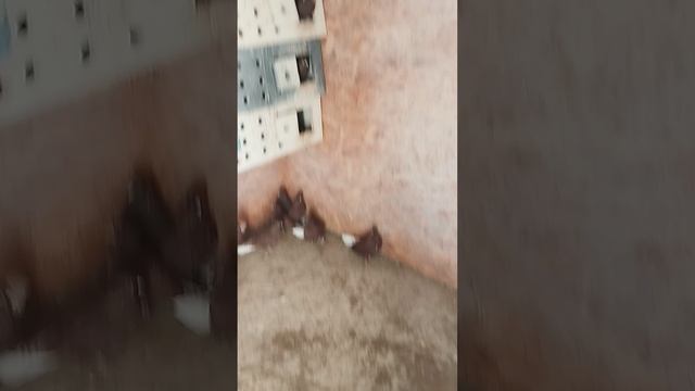 г. Мариупольские.Дедовские голуби 22.10.2025 смотреть онлайн