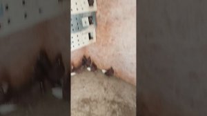 г. Мариупольские.Дедовские голуби 22.10.2025