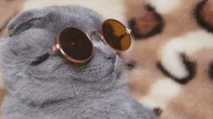 ПЕРЕПРОШИТЫЙ ДЕД - Вот скажите, что это не ХИТ 💖💖💖