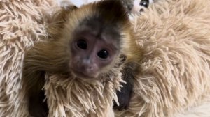 Самое МИЛОЕ видео! Маленькие Анфиса и Финик так мило беседуют и делят папу Влада