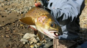 BTK-Swimmer. Практика применения.