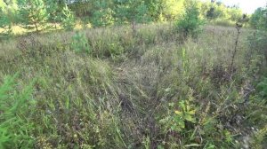 Крупный медведь живёт у избушки. Удачная вечерняя рыбалка на окуня. 2 серия