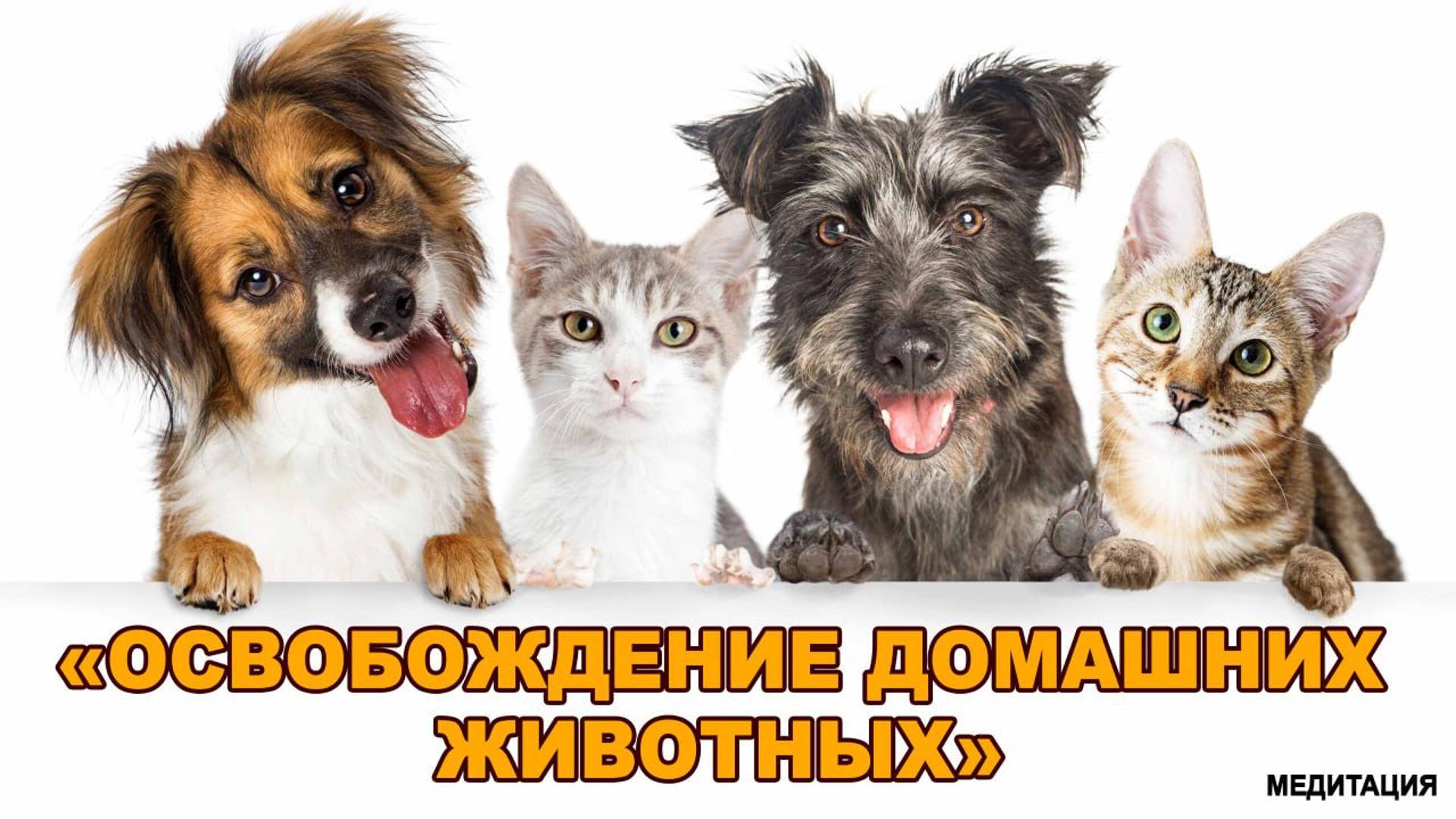 Медитация "Освобождение домашних животных" смотреть онлайн