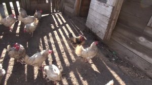 Голуби. Куры.Овцы.