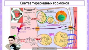«Гистология щитовидной железы, гипо-и гипертиреоз»