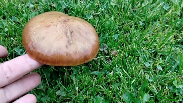 Укрыла розарий на зиму, и клематисы. смотреть онлайн