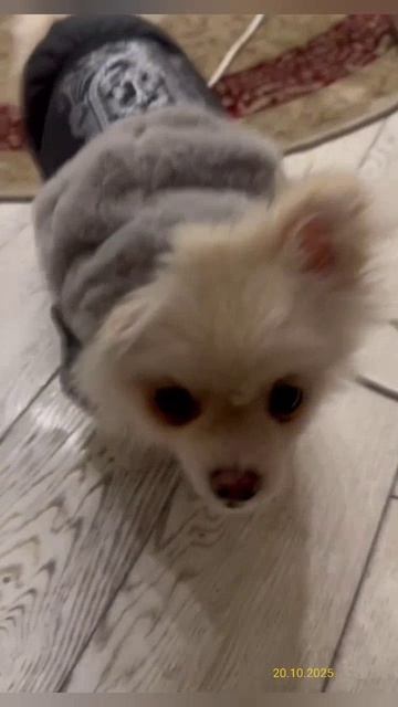 Демонстрация одежды 20.10.2025