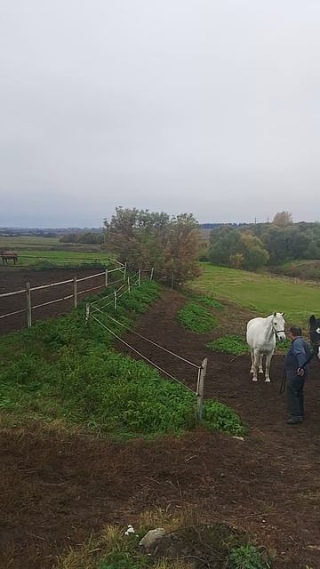 Кони. Суздаль 🧡