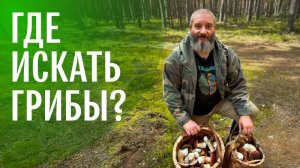 Для новичков. Советы по сбору грибов от миколога. Михаил Вишневский
