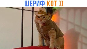 ШЕРИФ КОТ ))) Приколы с котами | Мемозг 1677