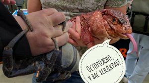 Пальмовый вор у меня куртку украл! Волшебный красный дракон ищет себе принцессу с жилплощадью!