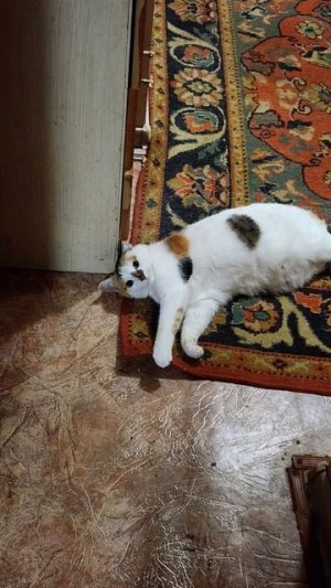 поймала леща