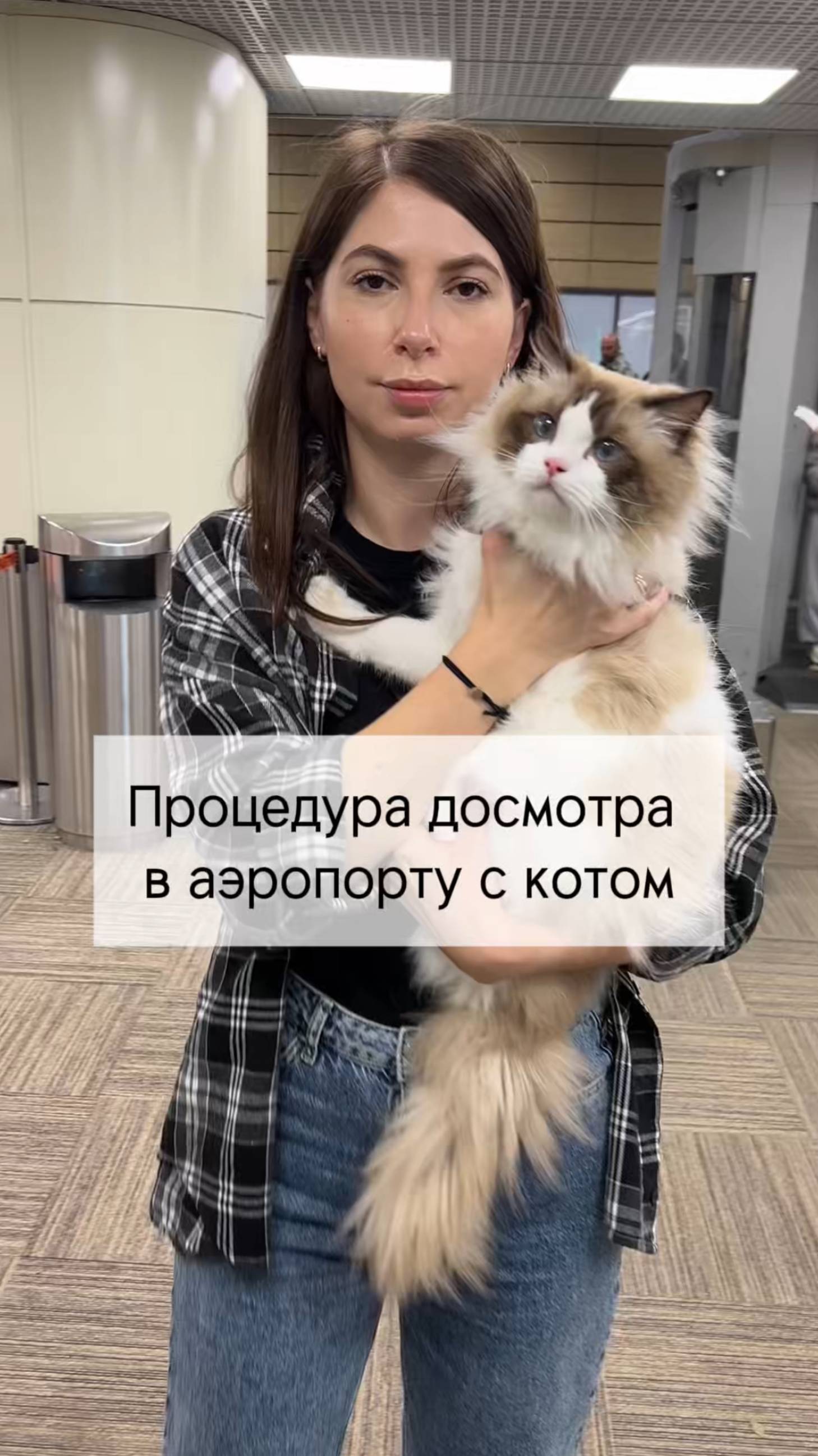 Первый раз летим с котом #котики #рэгдолл #ragdoll #перелет #путешествияпороссии