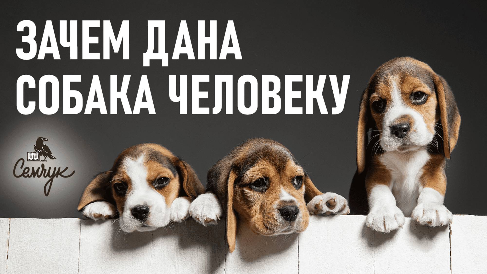 Зачем нужна собака человеку. Почему мы заводим домашних животных. Феноменальная психосоматика смотреть онлайн