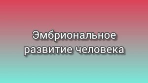 Эмбриональное развитие человека