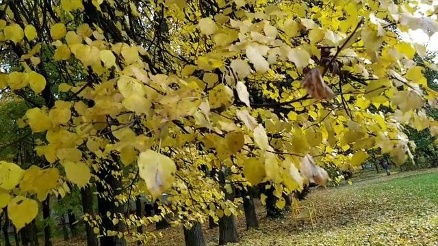 Нет причин на эту осень обижаться... смотреть онлайн