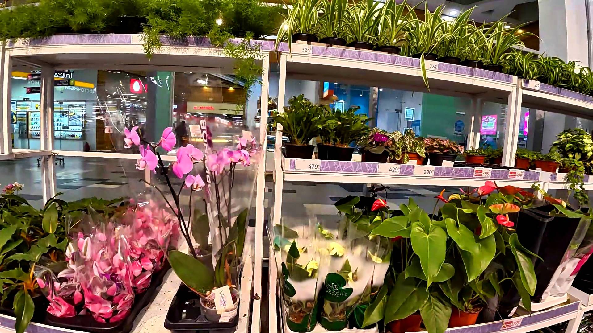 ЦВЕТОЧКИ. ЦЕНЫ. АШАН. МОСКВА. смотреть онлайн