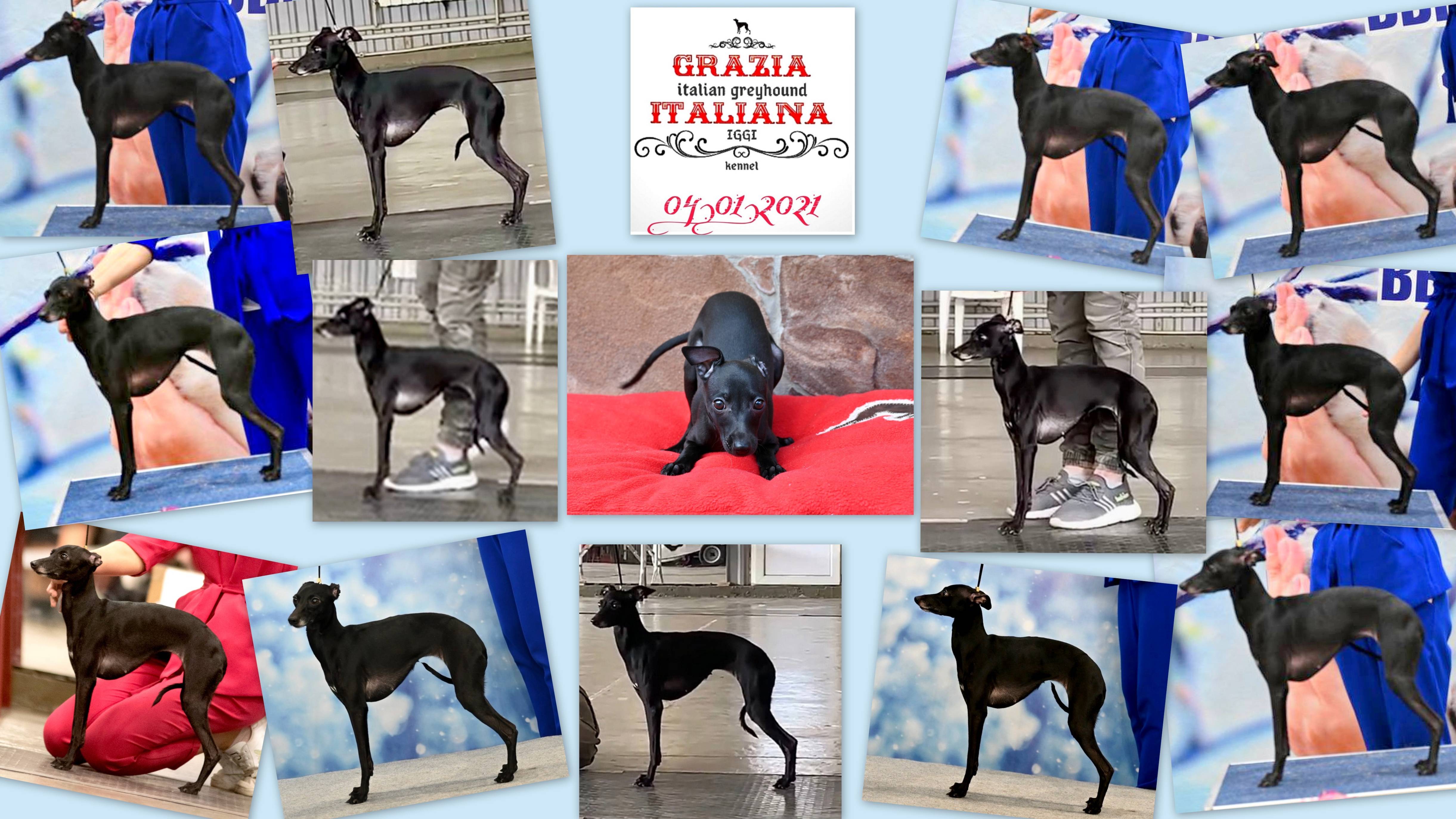 Grazia Italiana Miss Diana The Winning , RKF JCH, RU JCH. Левретка? (720p) смотреть онлайн