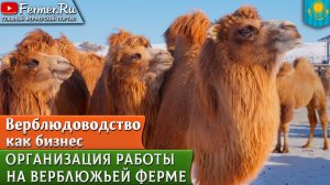 🐪Тысячи верблюдов под одним взглядом: как устроена смотровая площадка в конецентре Бауржана Оспанов