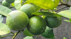 Лайм тайский.