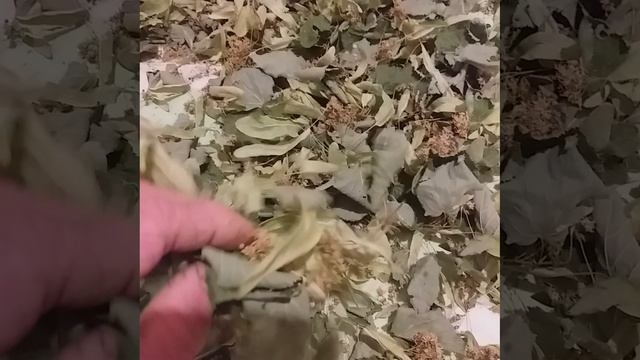 липовый цвет смотреть онлайн