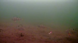 Эти окуни издеваются над нами!!! Их тьма под водой, клюют только избранные!!!